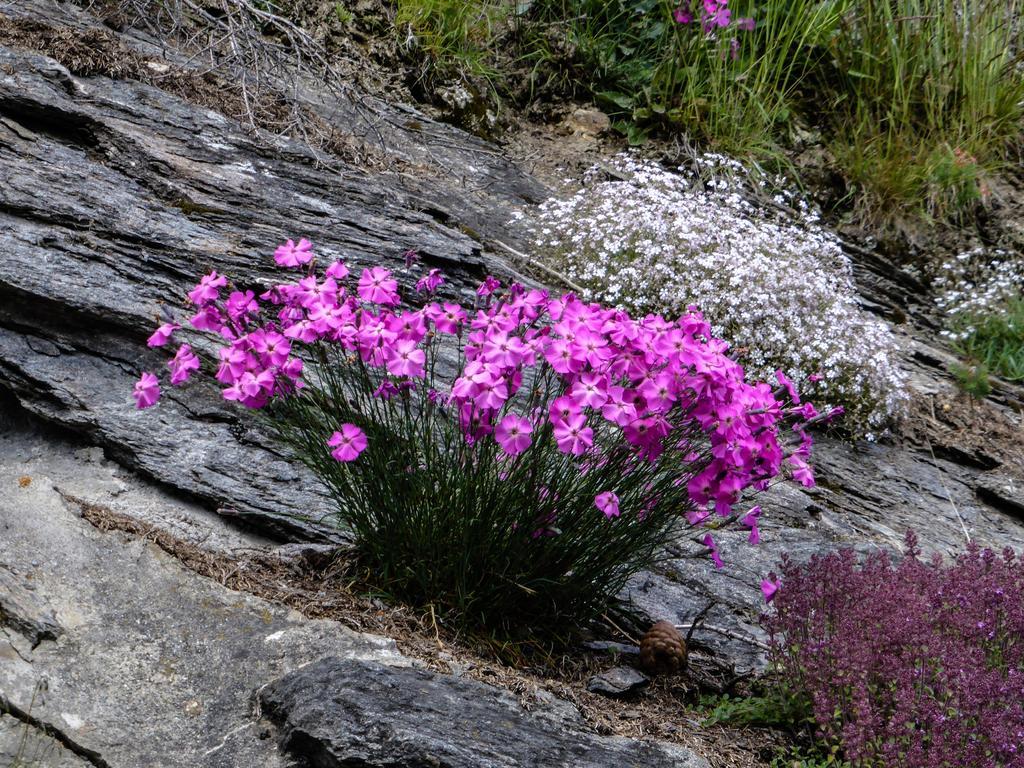 Landhaus Alpenrose - Feriendomizile Pichler 하일리겐불루트 외부 사진